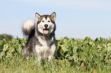 ALASKAN MALAMUTE 012